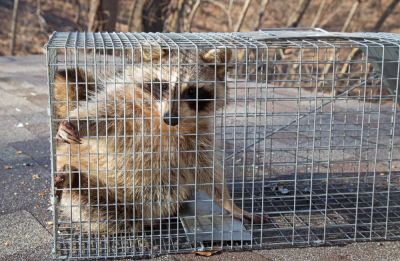 Humane Removal