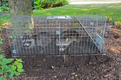 Animal Trapping Service