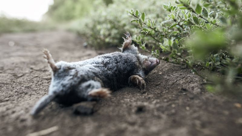 Health Risks Associated With Wildlife Living In Or Around Your Home