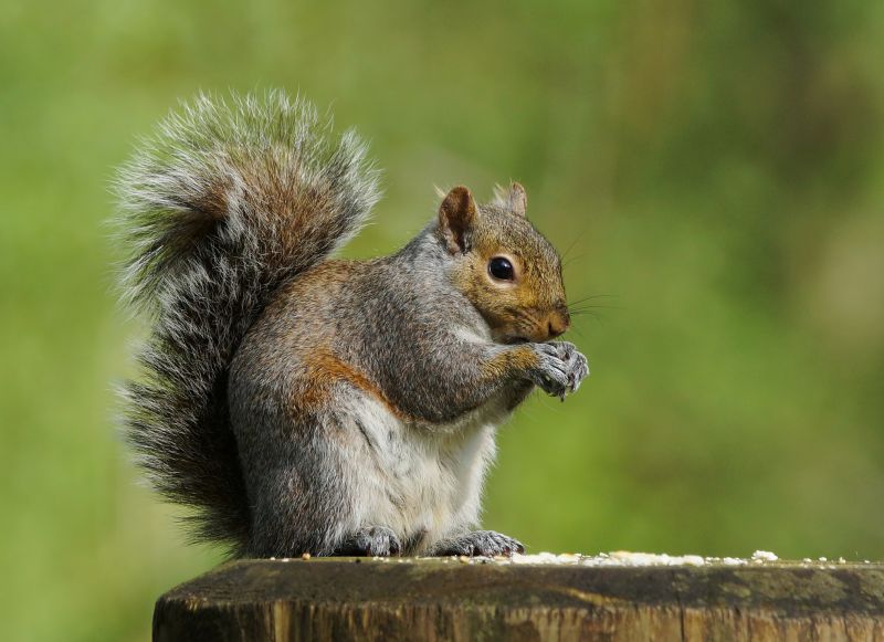 How Squirrels Damage Roofs And Attics And What To Do About It