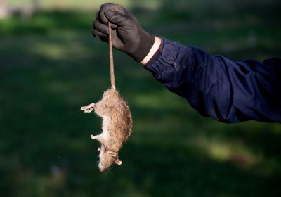 Licensed Wildlife Removal Experts