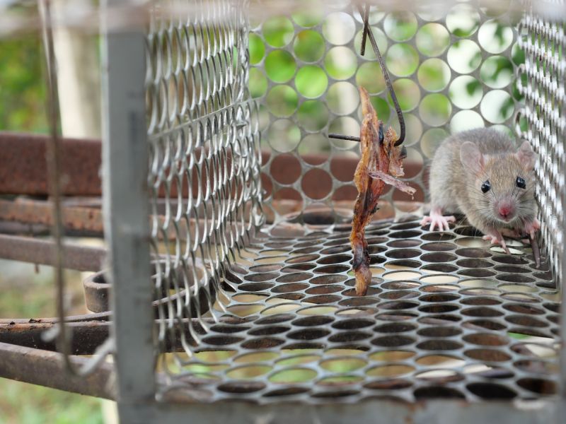 Pest Control Companies