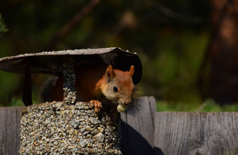 Squirrel in Attic